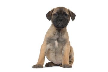 Bullmastiff