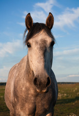 Cute young grey spanish horse looking into camera. Animal portrait, front view.