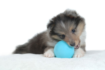 Shetland Sheepdog