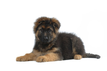 German Shepherd