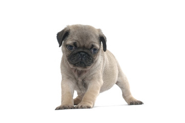 Obraz premium Pug