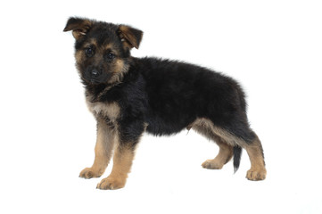 German Shepherd
