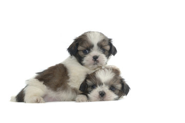 Shih Tzu