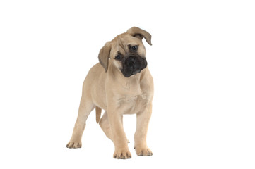 Obraz premium Bullmastiff