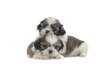 Shih Tzu