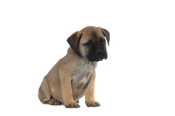Obraz premium Bullmastiff