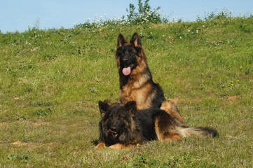 German Shepherd