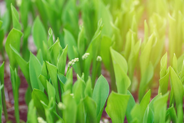 Beautiful macro of white small little spring flower buds in light green grass. Sun light from above. Pale light faded pastel tones of nature. Natural floral background with copyspace