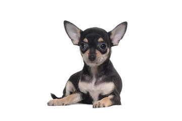 Fototapeta premium Chihuahua