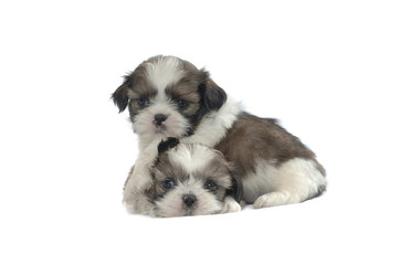 Shih Tzu
