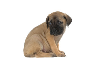 Bullmastiff