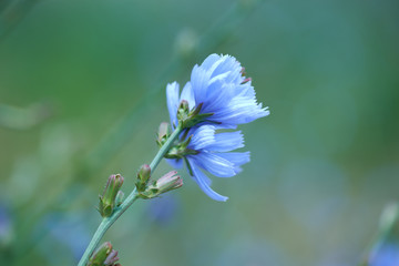 Close up of cornflowers. Selective focus. Plant background. Copy space. 