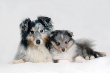 Shetland Sheepdog