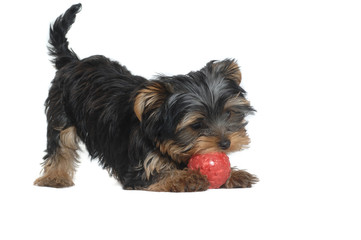 Yorkshire Terrier