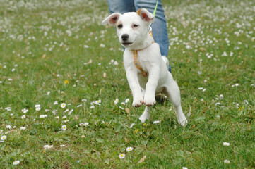 Jack Russell Terrier