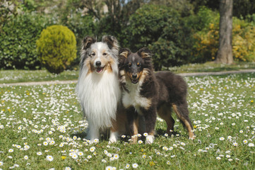 Shetland Sheepdog