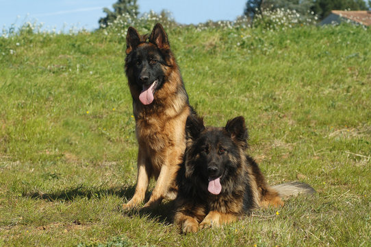 Two German Shepherds