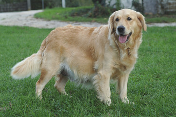 Golden Retriever