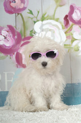 Coton de Tulear puppy with sunglasses