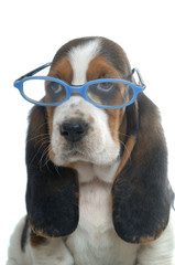 Basset Hound with glasses