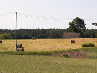 Sheaves of hay on meadow.