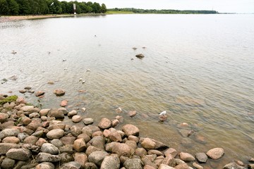  Gulls on the stones on the coast of the Gulf of Finland. 