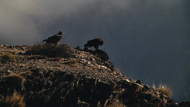 Pair of black hawk standing on cliff edge against mountain backdrop, LOCKED OFF
