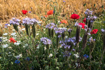 Blumenwiese mit Distel und Mohn
