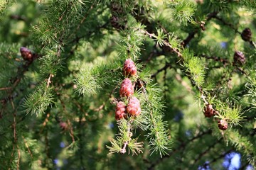green spruce branch with cones © Aleksandr 44ARH