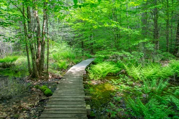 Ingelijste posters Groen wooden bridge in the forest  © Tiffany