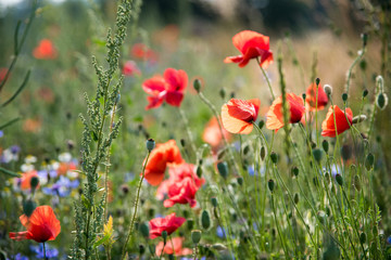 Blumenwiese mit Mohn
