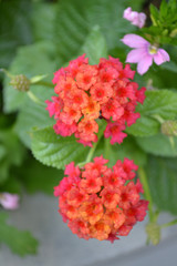 detail of cluster of red flowers