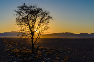 Sunrise over the Namib desert, with trees silhouetted in the distance, Namibia