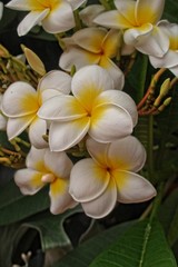 Fototapeta na wymiar a white tropical flower among green foliage on a tree outside