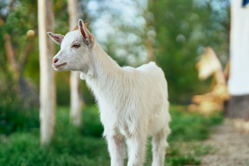 goat on the farm