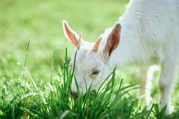 white goat on green grass