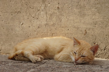 Fototapeta premium Nice ginger cat relaxing on the stone floor outdoor