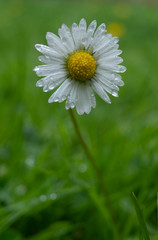 Obraz premium Close up of dew-drenched daisies