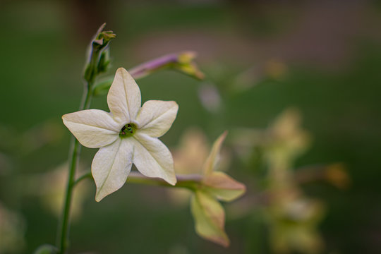 delikatny jasnożółty kwiat z pięcioma płatkami