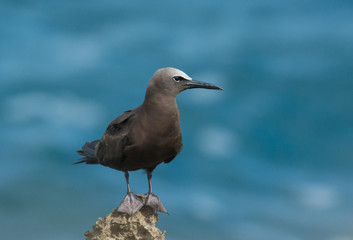 Brown Noddy