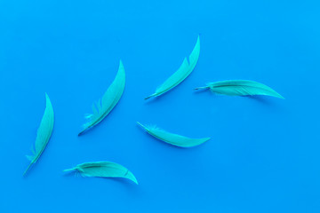 design for blog or desktop with colorful bird feathers on blue background top view mockup