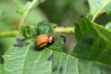 Larva of Colorado potato beetle eating green potato leaf.