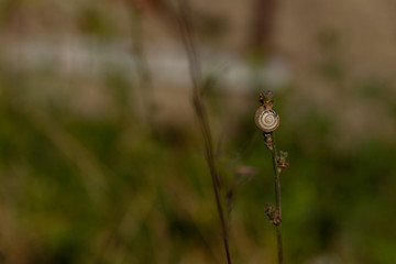 a small snail sits on a dry grass