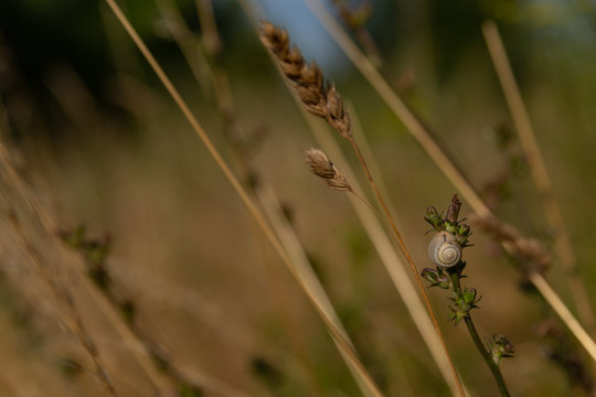 a small snail sits on a dry grass