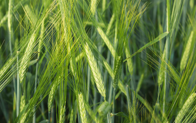 Ears Of Barley In The Field Closeup