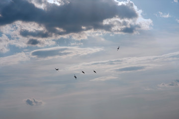 Aircraft squadron