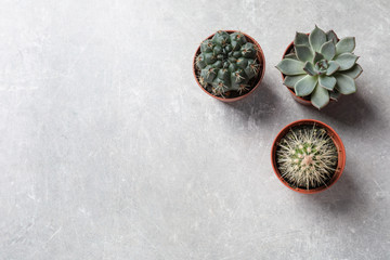 Flat lay composition with different succulent plants in pots on grey table, space for text. Home...