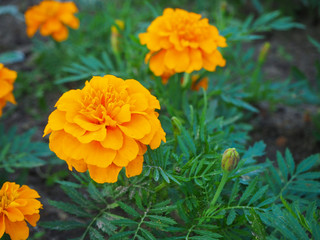 Close up head of beautiful orange marigold flower (Tagetes erecta, Mexican, Aztec or African marigold) in the garden with blured flowers on the background.