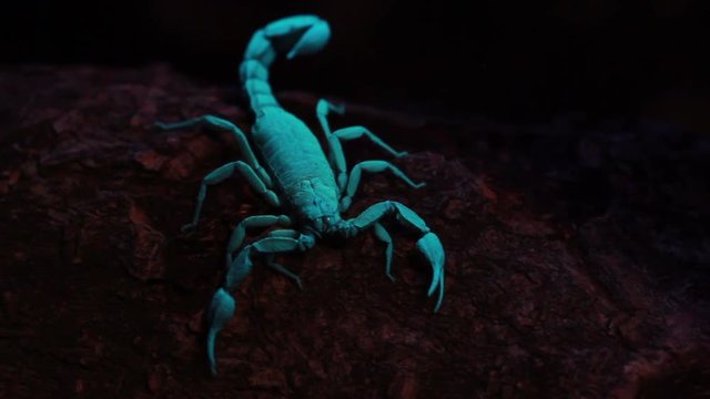 scorpion
