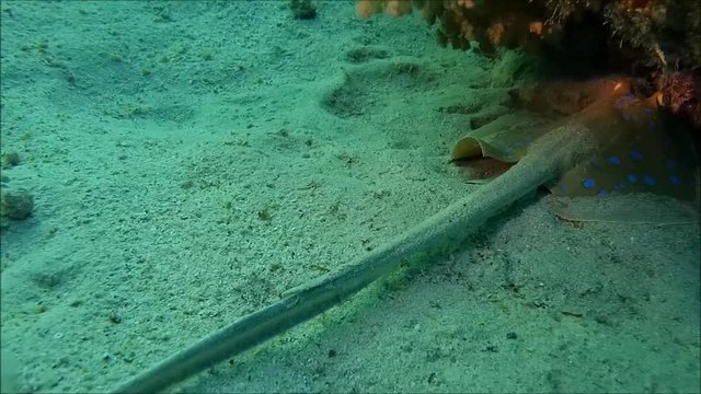 &Auml;gypten. Rotes Meer.